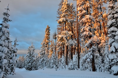 风景摄影的松树被雪覆盖
